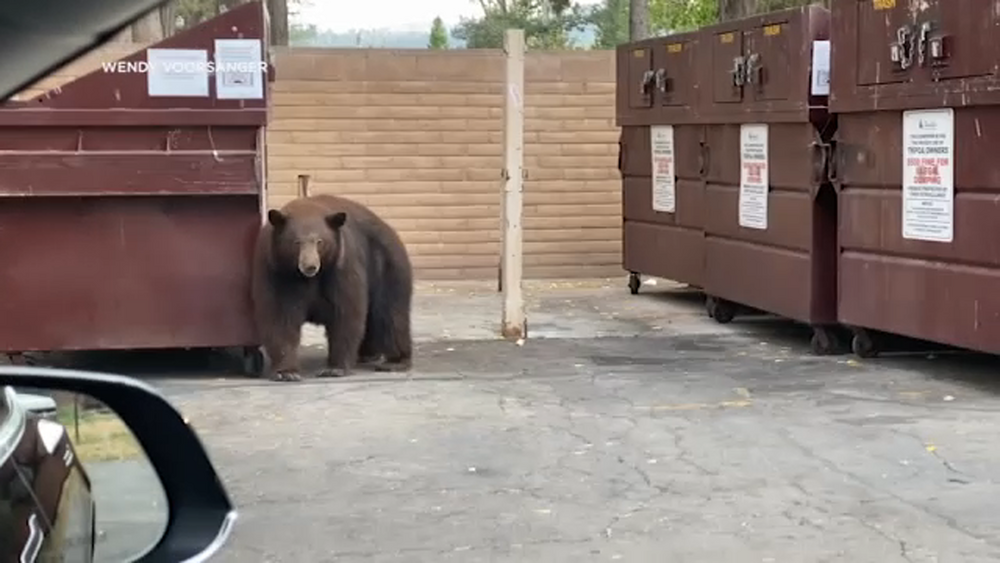 Tahoe police say calls about Hank the Tank are disrupting operations