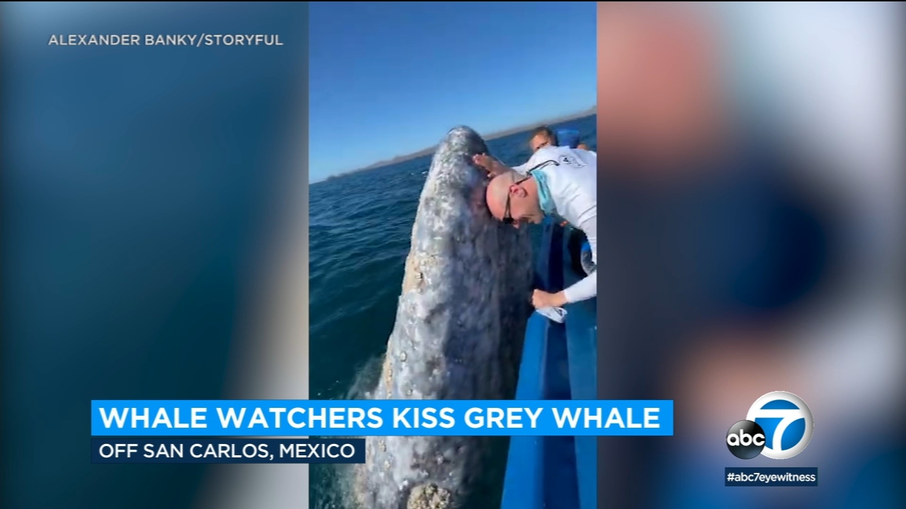 Tourists in Mexico kiss Grey whale during close encounter: Video