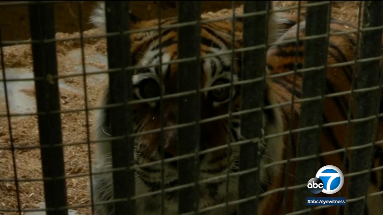 Kyiv zoo workers stay behind to care for animals amid Russian invasion