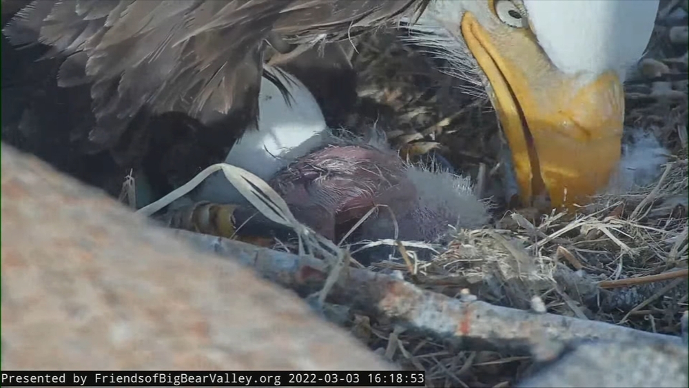 Big Bear: Video shows bald eagle hatching from its egg