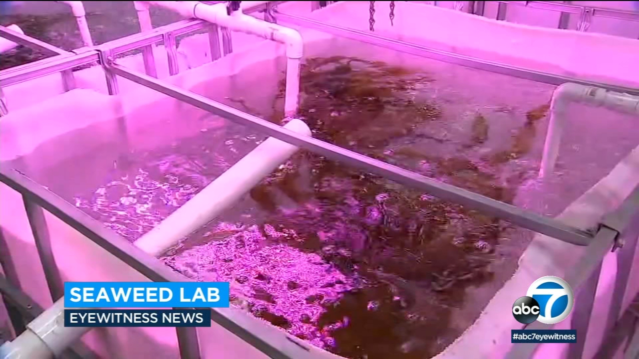 Port of LA's AltaSea opens 'aquaculture' labs to combat climate change