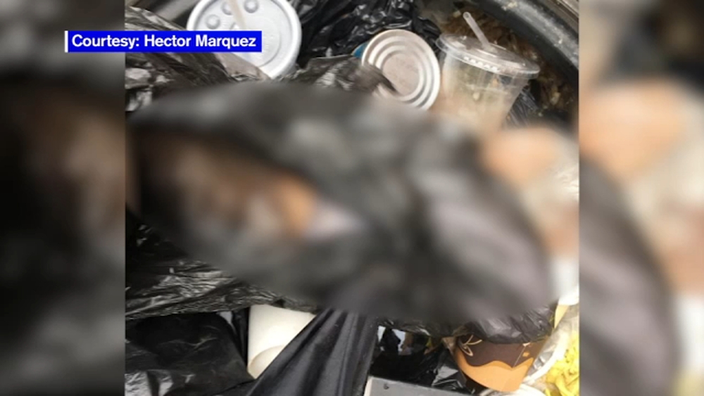 Gruesome discovery: Human leg found in trash in Brooklyn