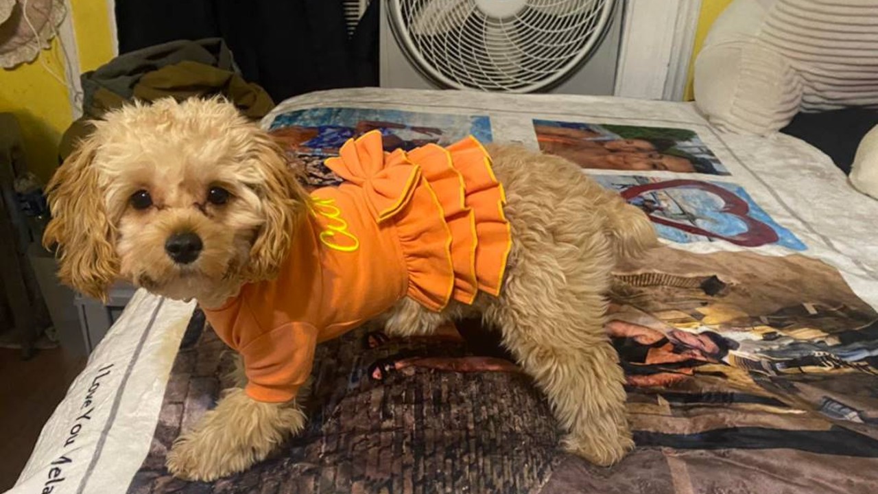 Customer says Uber Eats driver stole her dog after delivering pizza