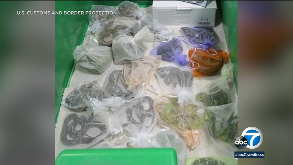Border authorities find 52 reptiles hidden in man's clothing