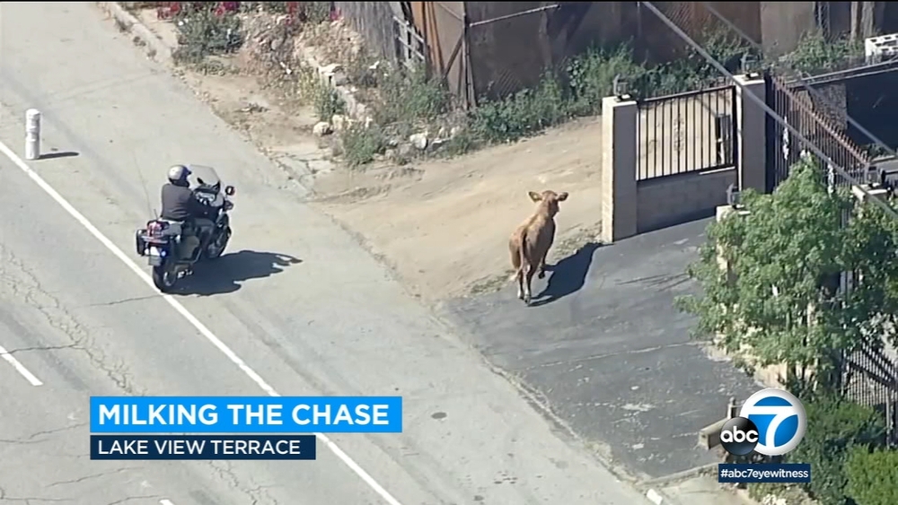 Cow leads officers on chase after wandering onto 210 Freeway in LA