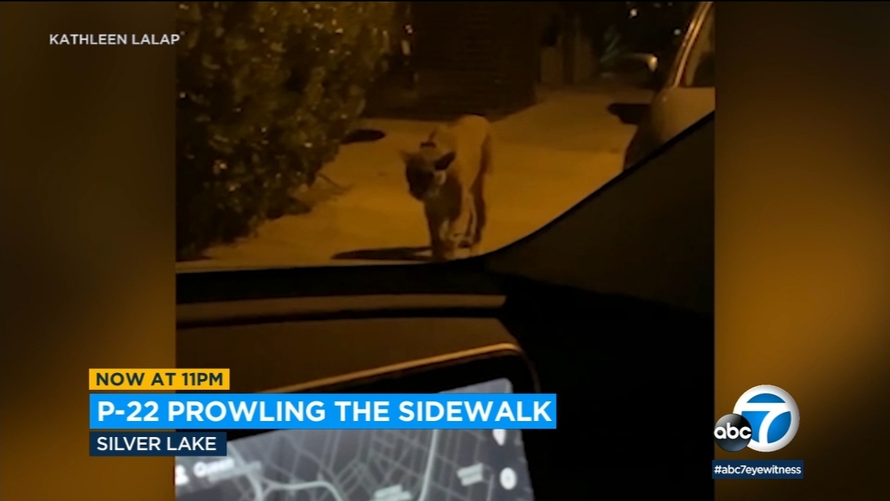Mountain lion P-22 spotted roaming around in Silver Lake