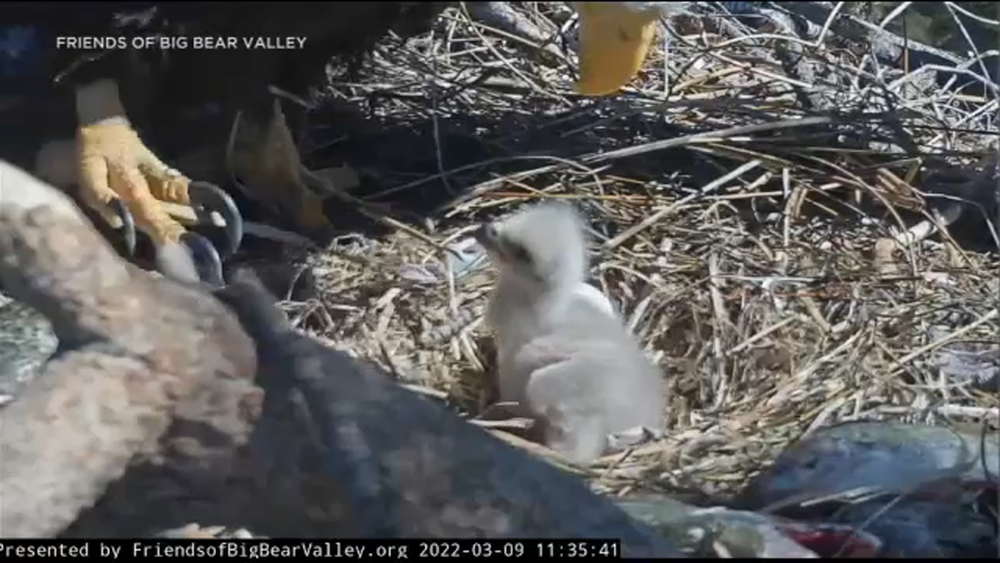 You now have a chance to name Big Bear's new eaglet