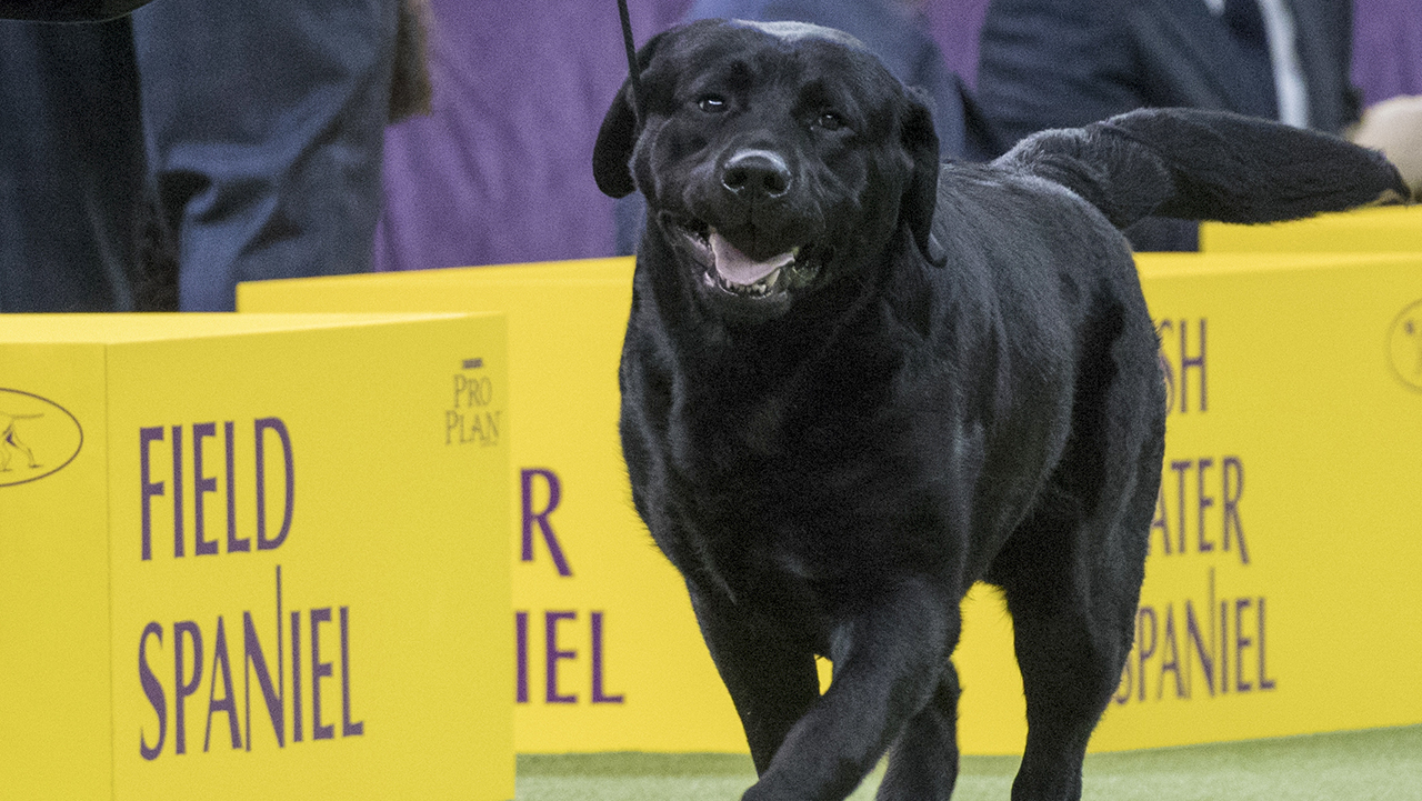 Labrador remains most popular dog in SF, AKC list shows