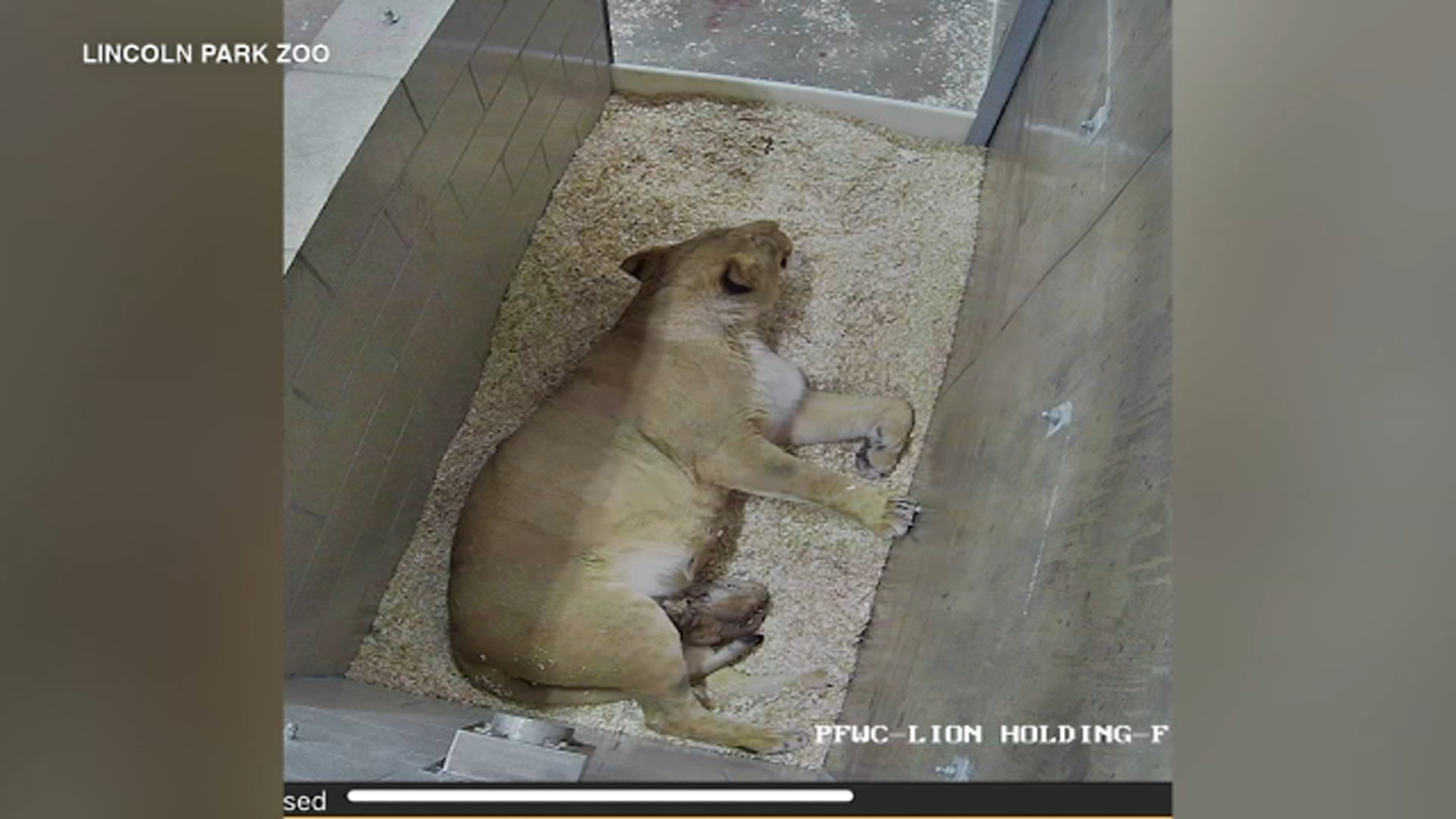 African lion cub born at Lincoln Park Zoo for 1st time in 20 years