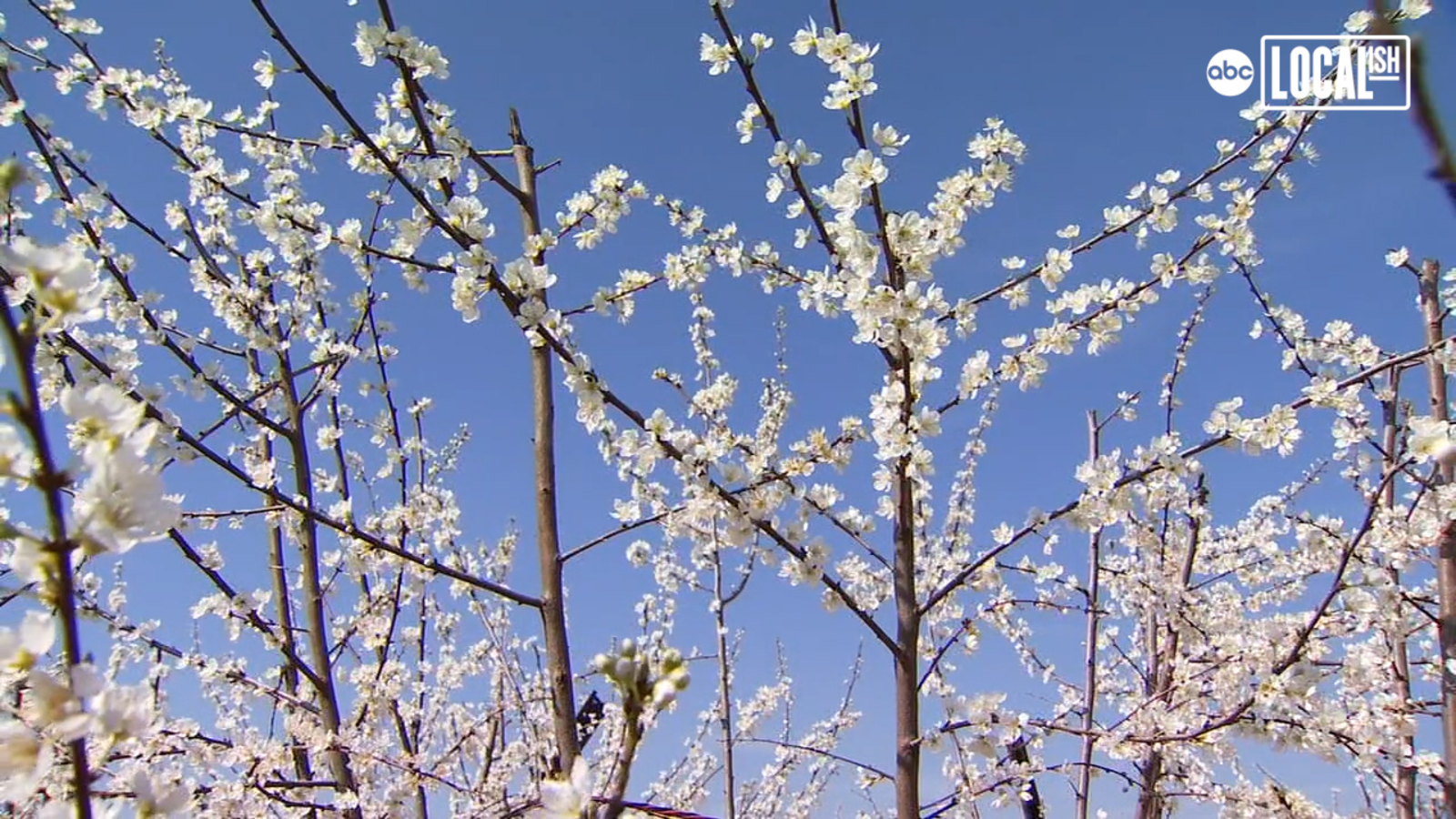 This stunning Blossom Trail in California is a mustsee ABC30 Fresno