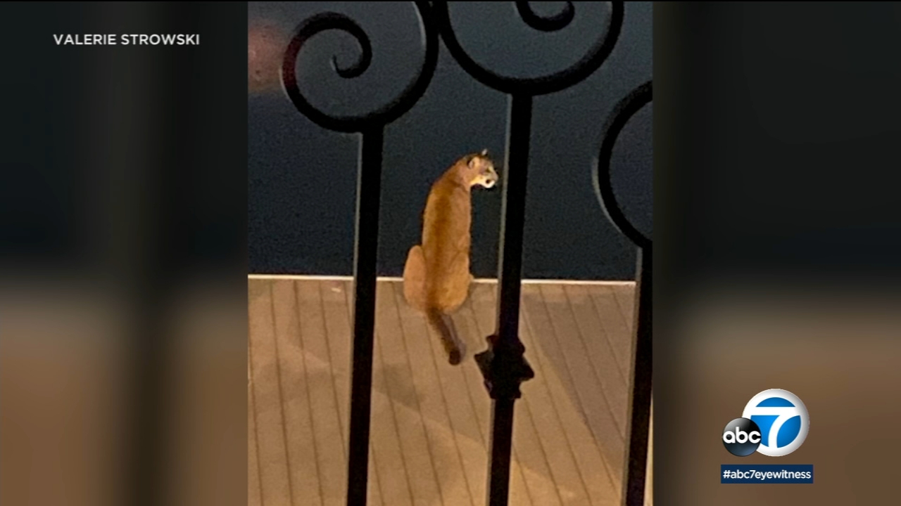 Mountain lion dives into lake and swims away after startling OC couple
