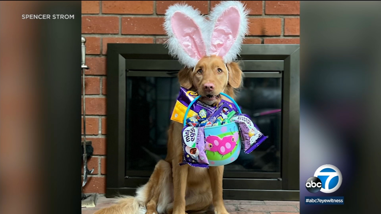 Ojai dog named Cali a finalist for 2022 Cadbury Bunny contest