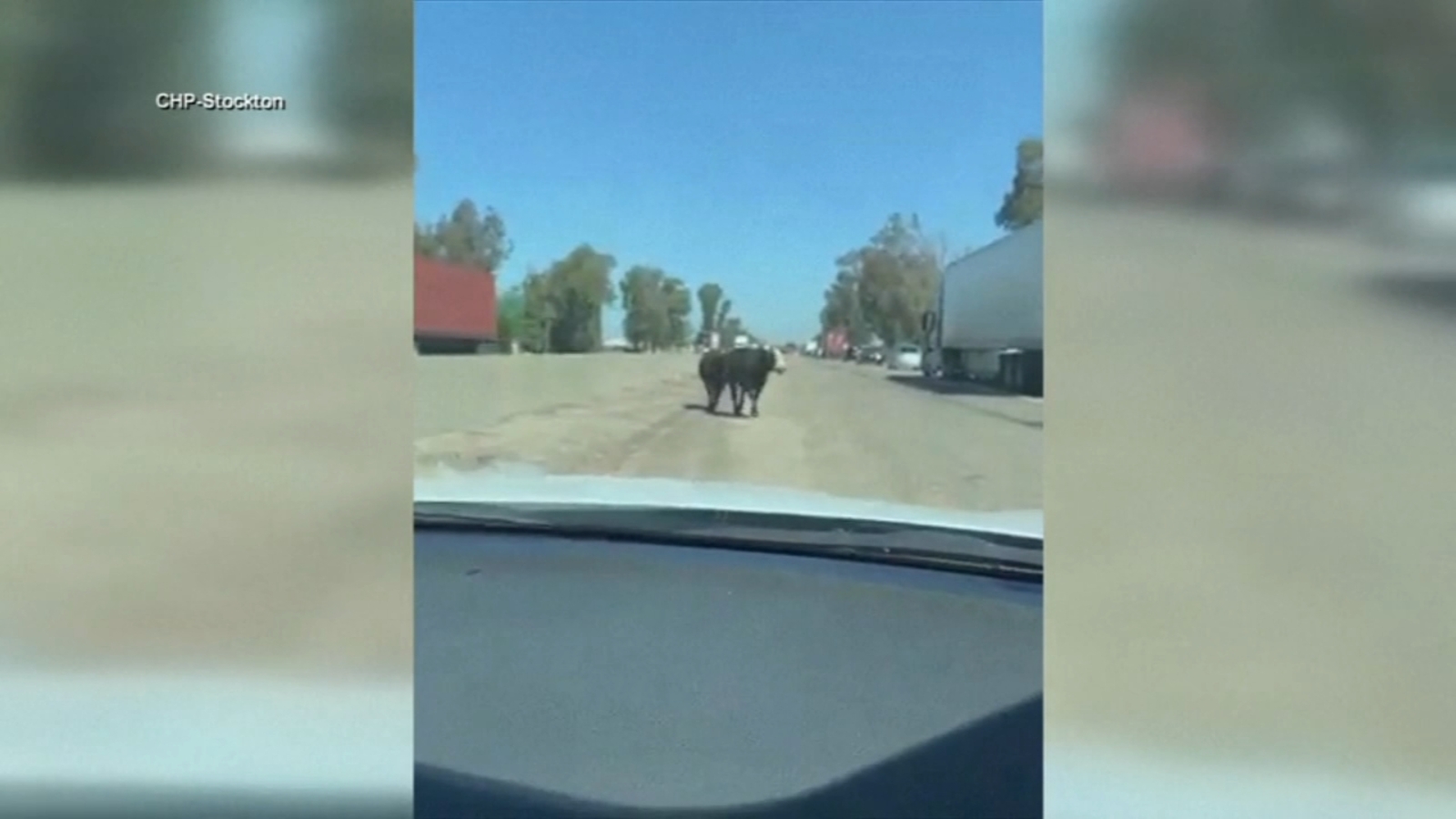 Cattle causes traffic jam on Highway 99: VIDEO - ABC30 Fresno