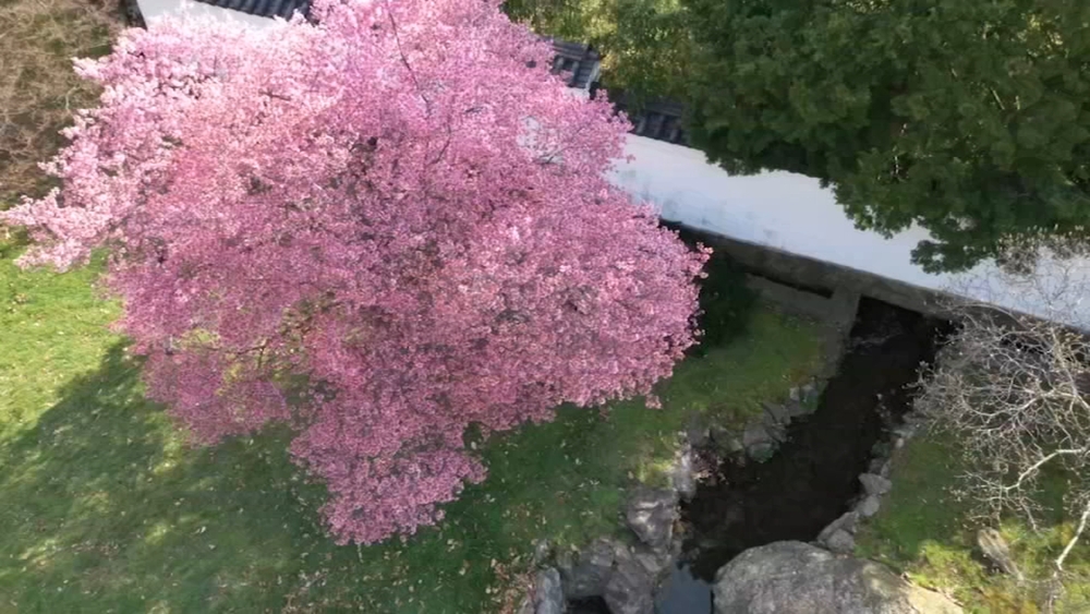 Philly's Shofuso Cherry Blossom Festival returns to Fairmount Park