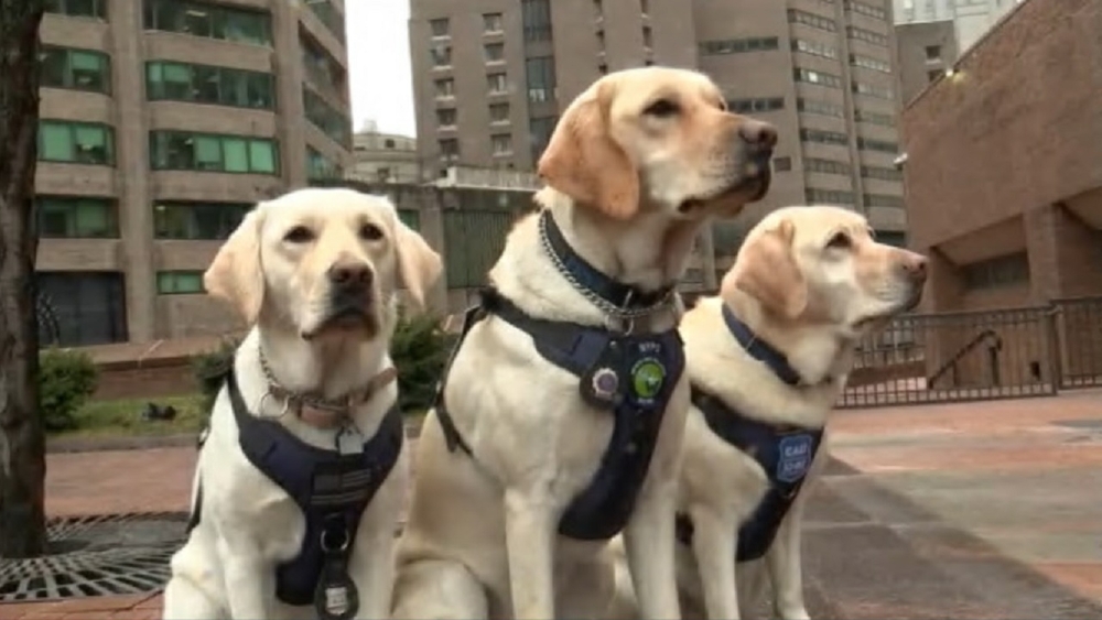 NYPD introduces emotional support dogs