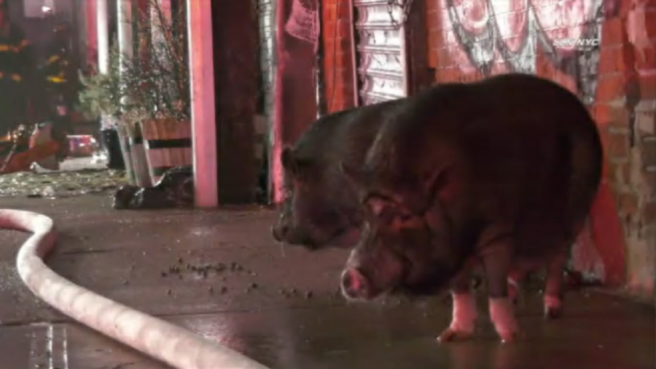 Two pigs escape warehouse fire in Brooklyn