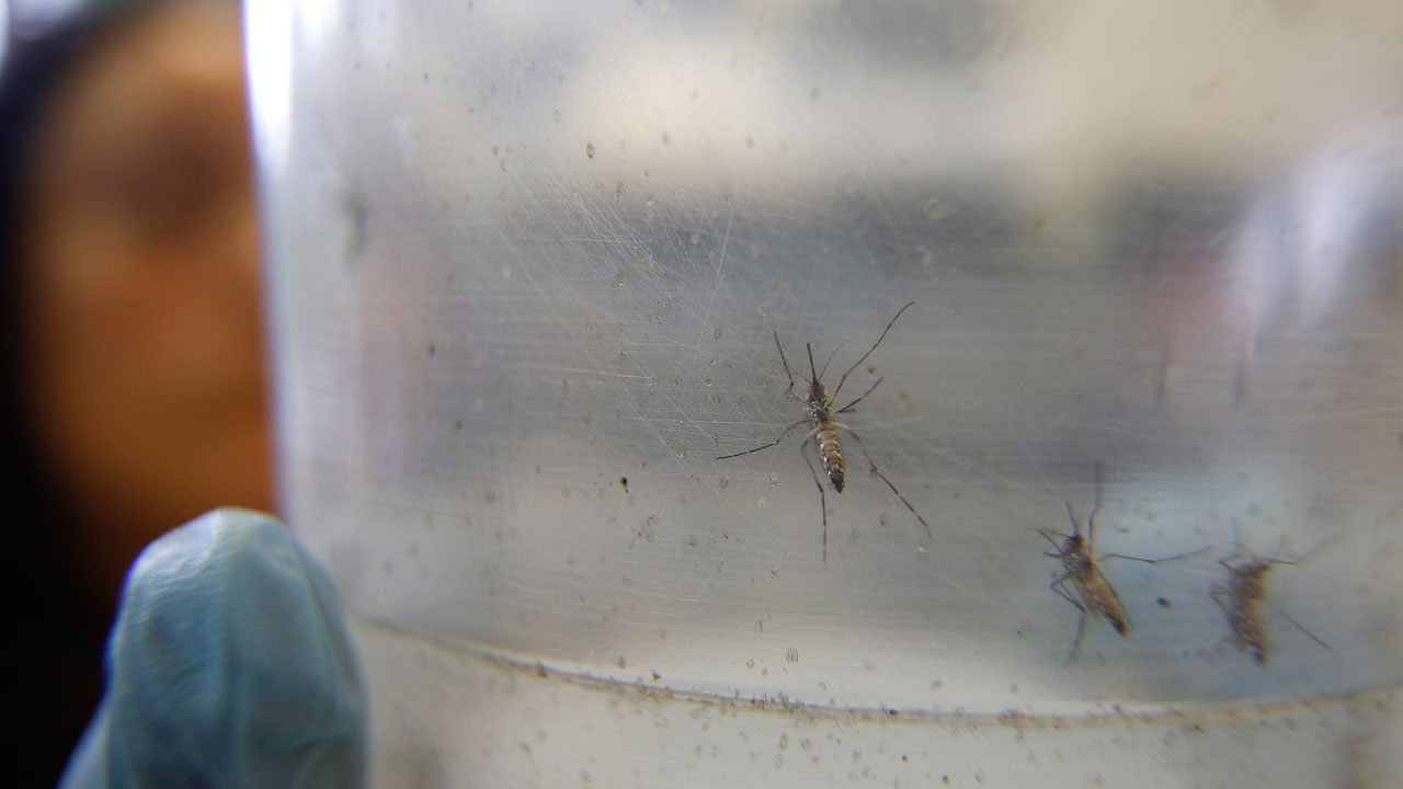 UN health chief says Zika virus is 'spreading explosively'