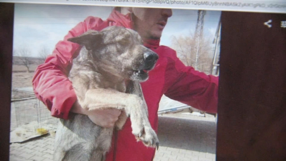 Bay Area nonprofit helps save hundreds of animals in Ukraine