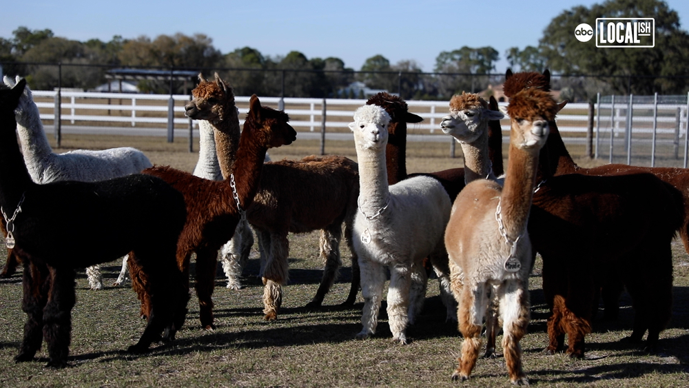 Shear cuteness! Florida ranch offers immersive alpaca experience