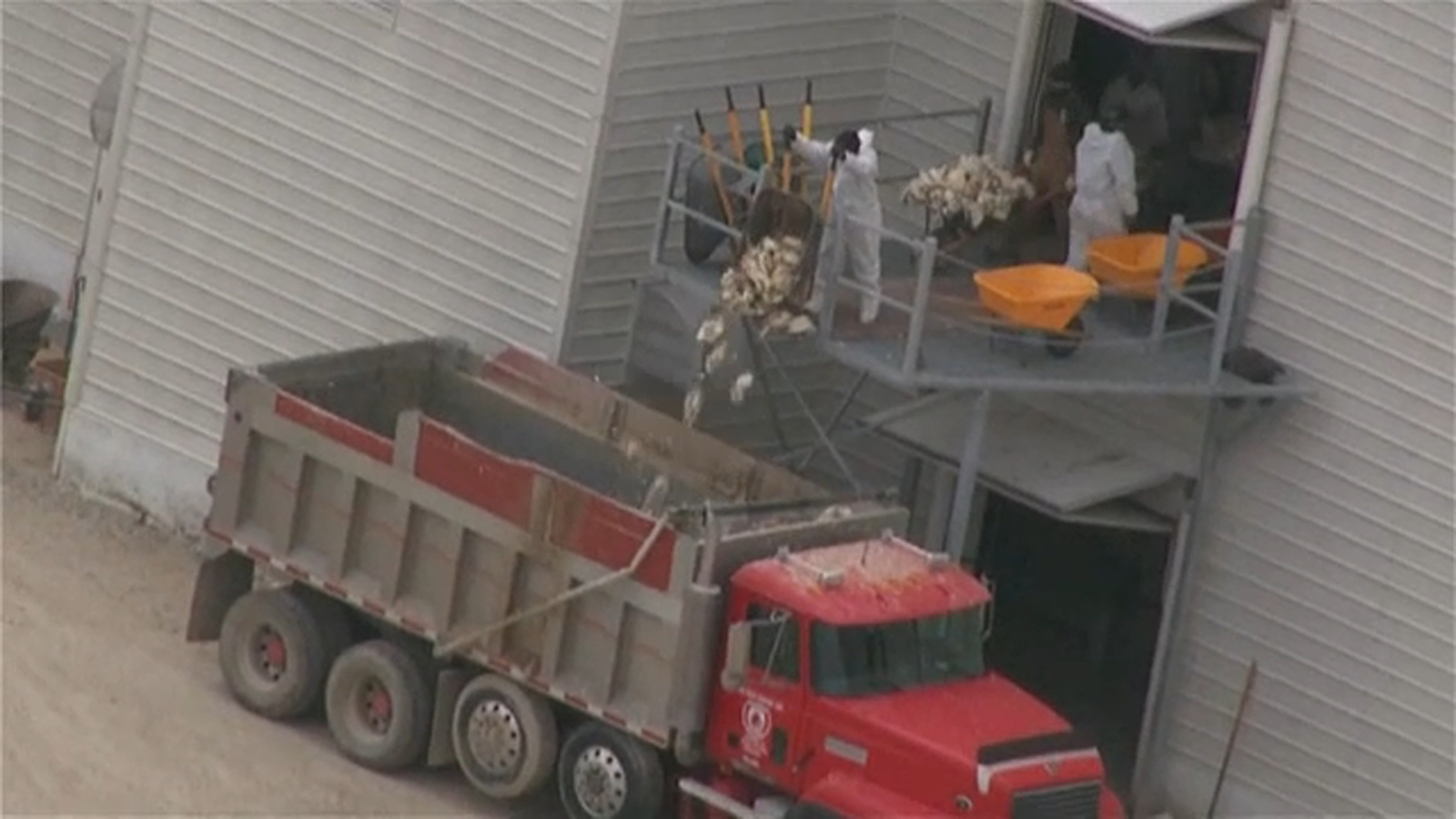 Bird flu Wisconsin 2022: Crews dispose of flu-stricken chickens from