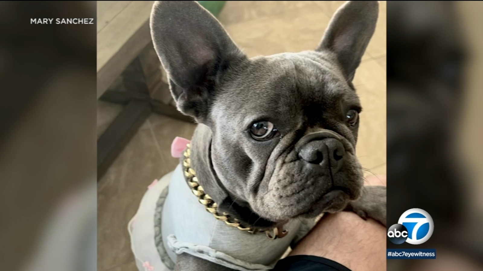 Newport Beach family offering $5,000 reward for safe return of stolen ...