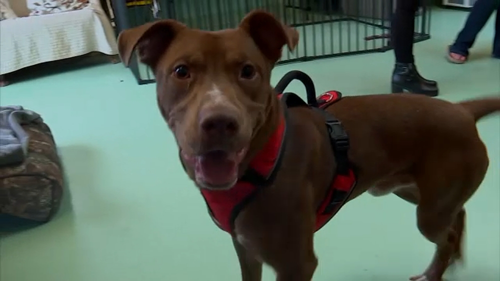 Puppy violently tossed into dumpster finds new home on Long Island