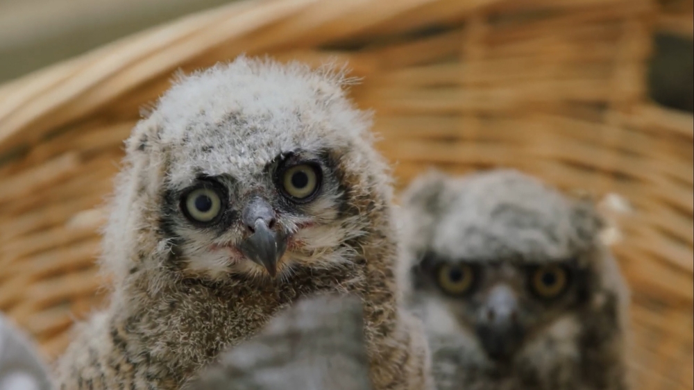 Discover the miraculous rescue story of these baby owls 