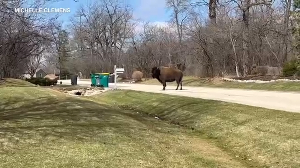 'Tyson the Bison' makes new appearance in north suburbs