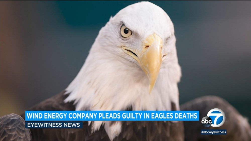 Wind energy company kills 150 eagles in US, pleads guilty