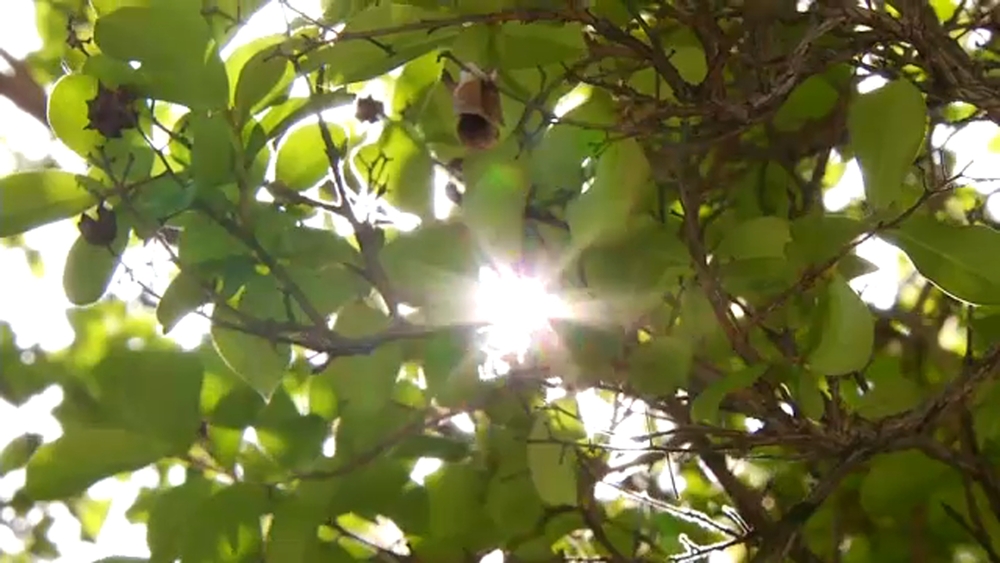 Weather Whiplash: Doctor warns swing in temperatures could affect your allergies