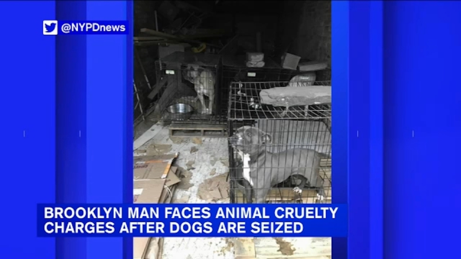 Owner arrested: More than two dozen dogs seized from Brooklyn home ...
