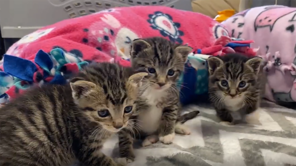 Three kittens rescued after being tied up, thrown in the trash