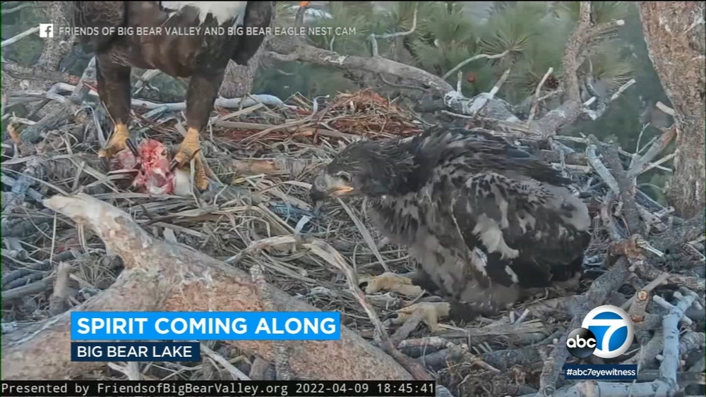 Big Bear eaglet, Spirit, has grown fast and will soon take flight
