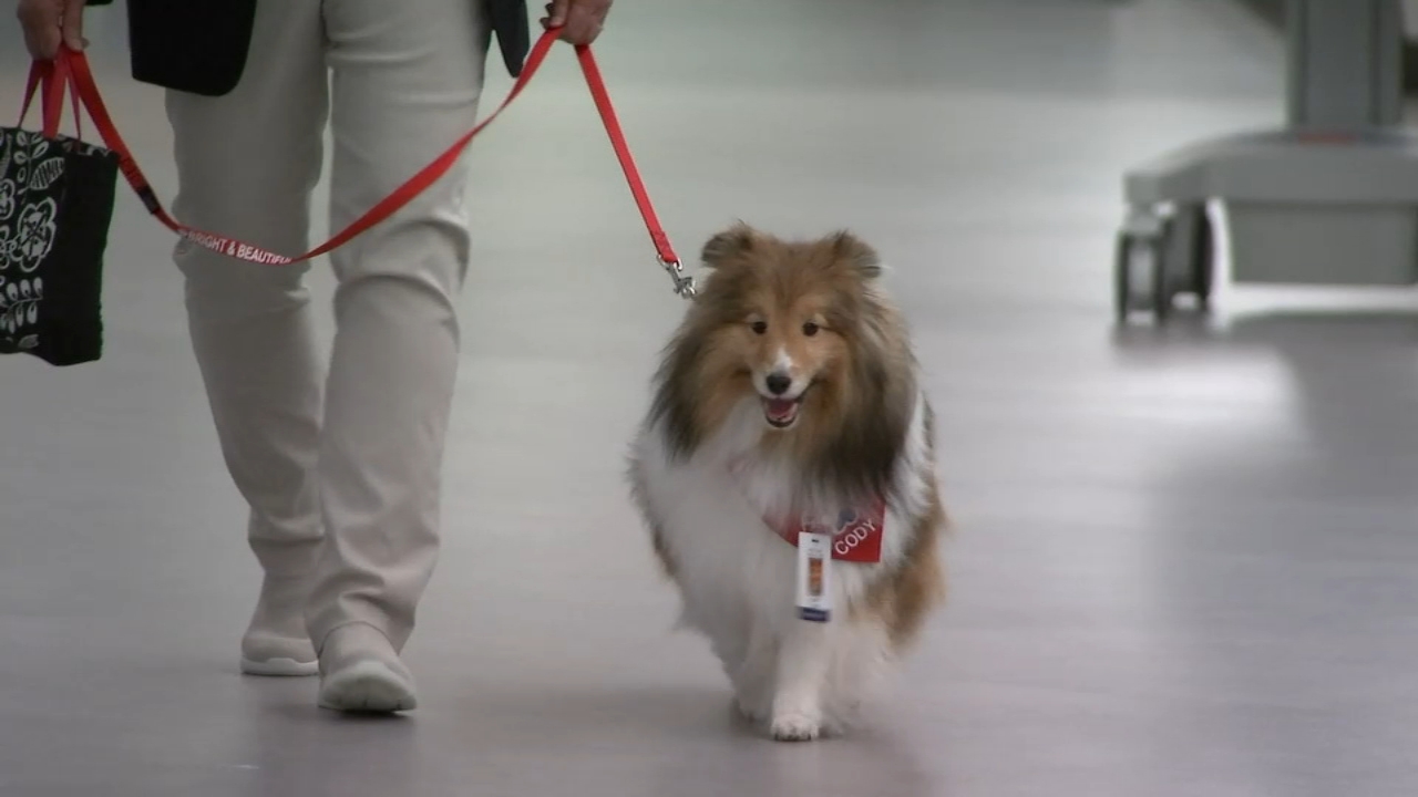 Therapy dog returns to NJ hospital after 2-year COVID hiatus