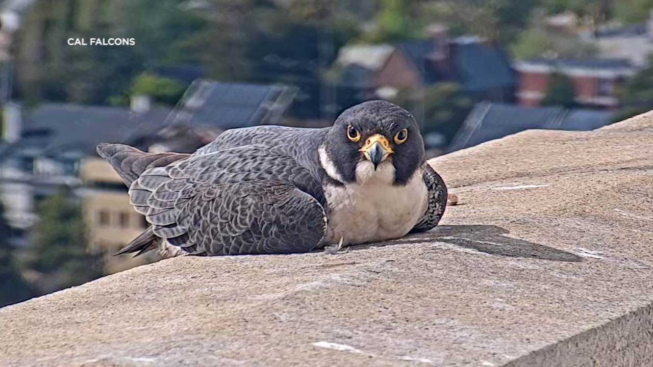 Naming contest heats up for Annie the Falcon's new boyfriend