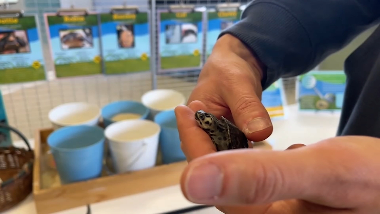 Institute aims to save terrapins, salt marshes along NJ shore