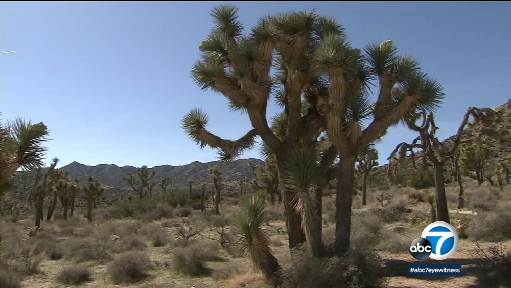 Disney Planet Possible: Protecting the treasures of Joshua Tree