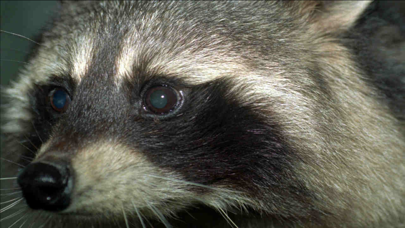 After raccoon with rabies found in Bayonne park in New Jersey