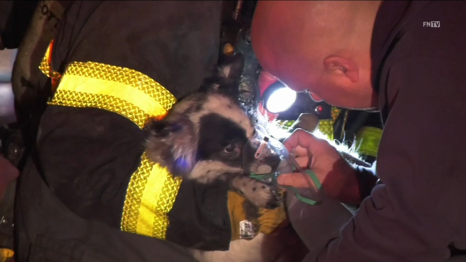 Firefighters give dog oxygen after being rescued from Tremont apartment ...