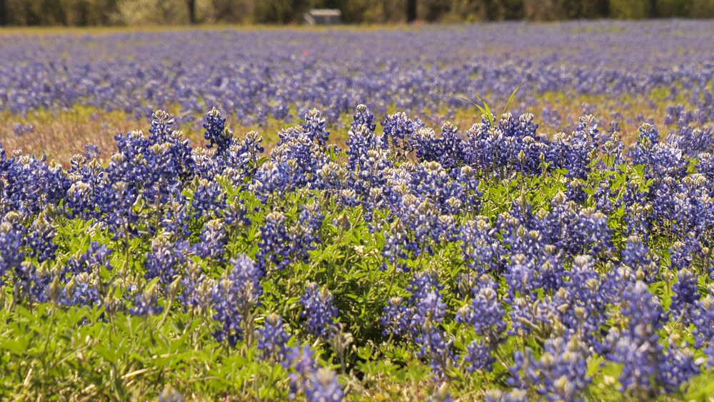 It's bluebonnet season in Texas!