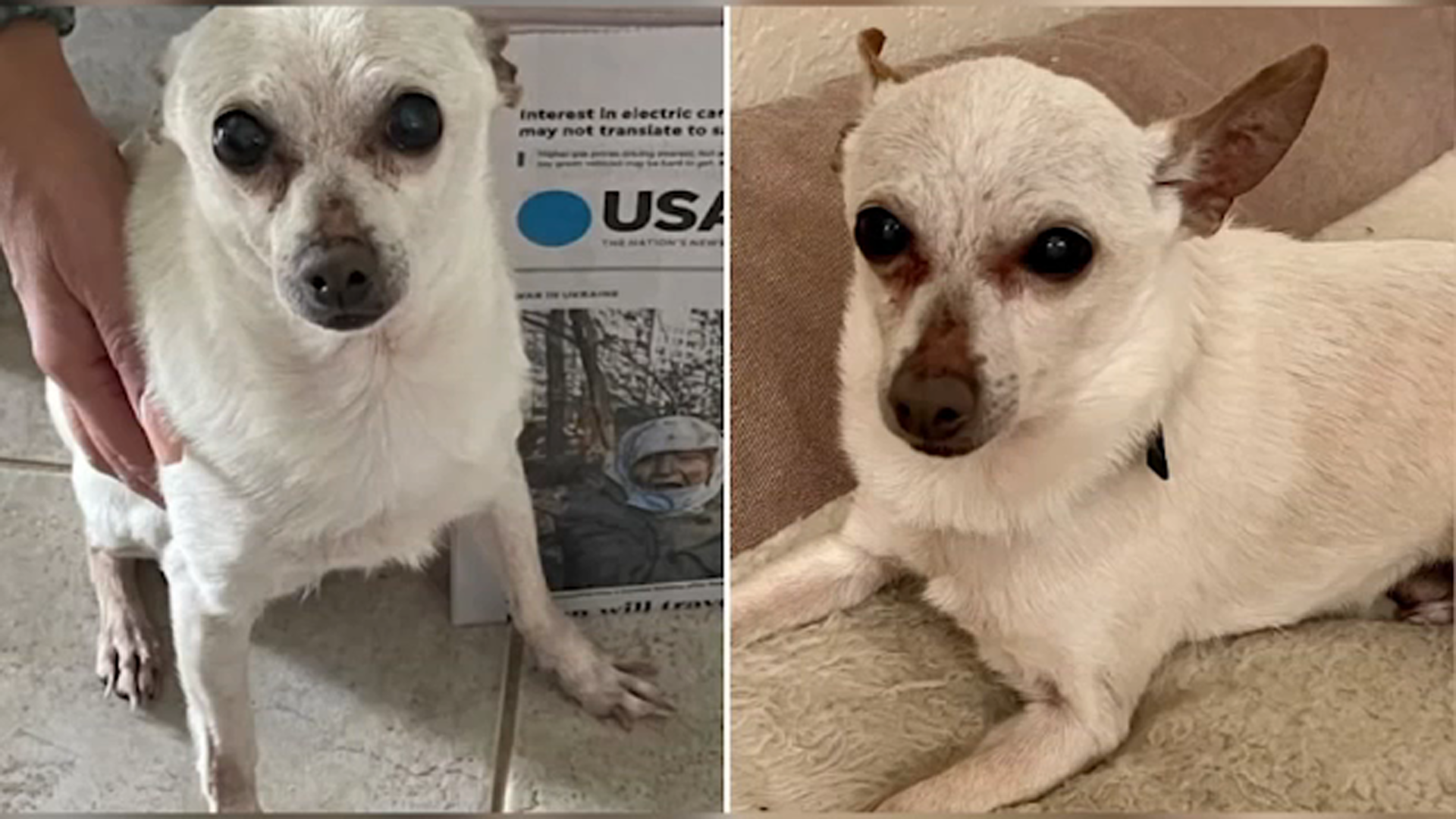21-year-old Florida chihuahua is the oldest living dog in the