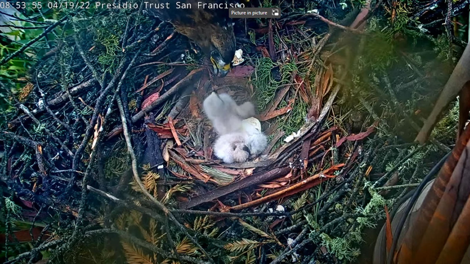 live cam hawks nest