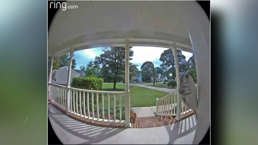 Goldsboro homeowner gets surprise as snake sets off doorbell camera