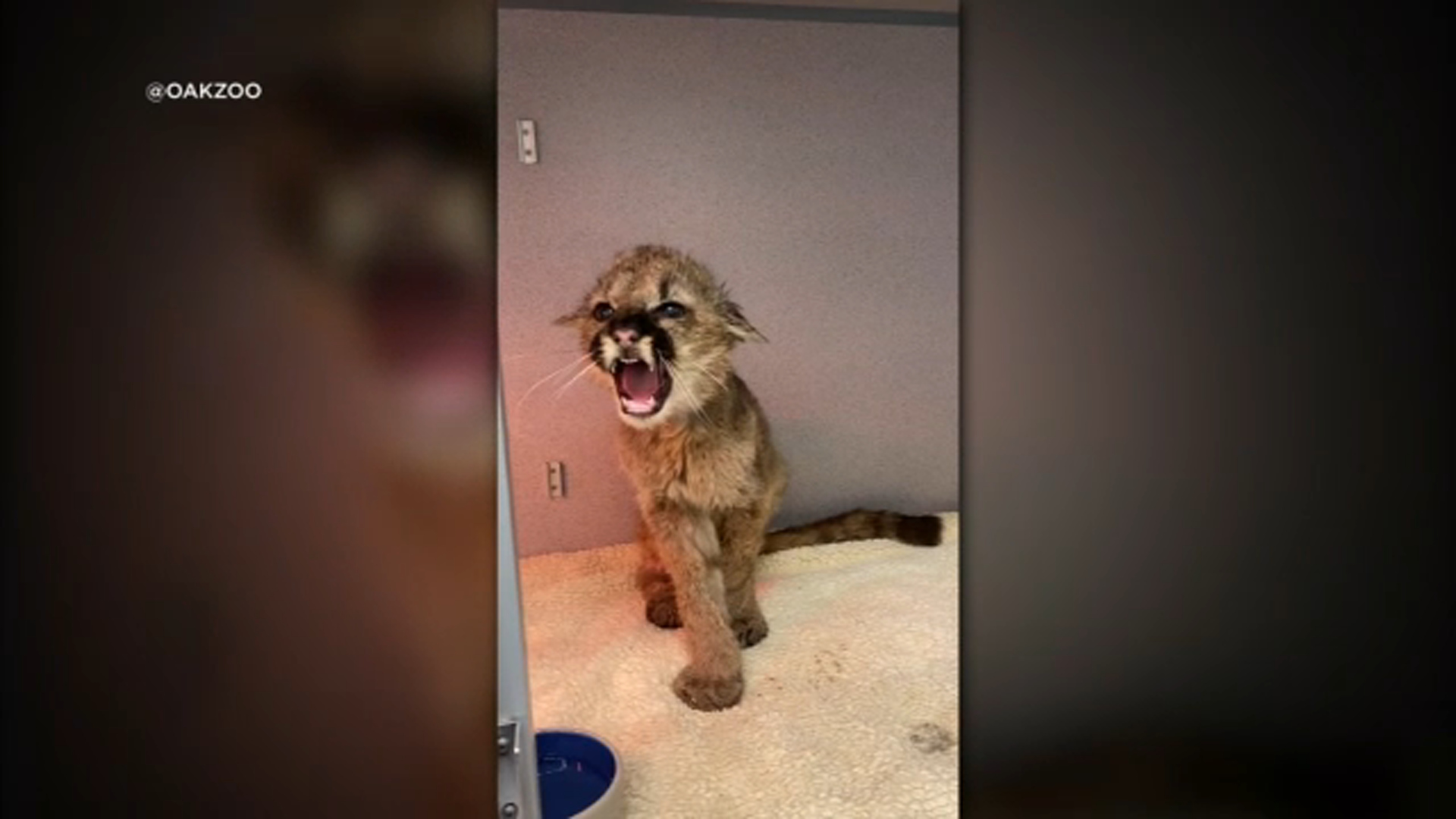 Starved mountain lion orphan making recovery at Oakland Zoo