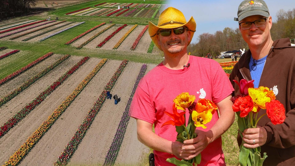 How a festival of one million tulips helps preserve a family farm