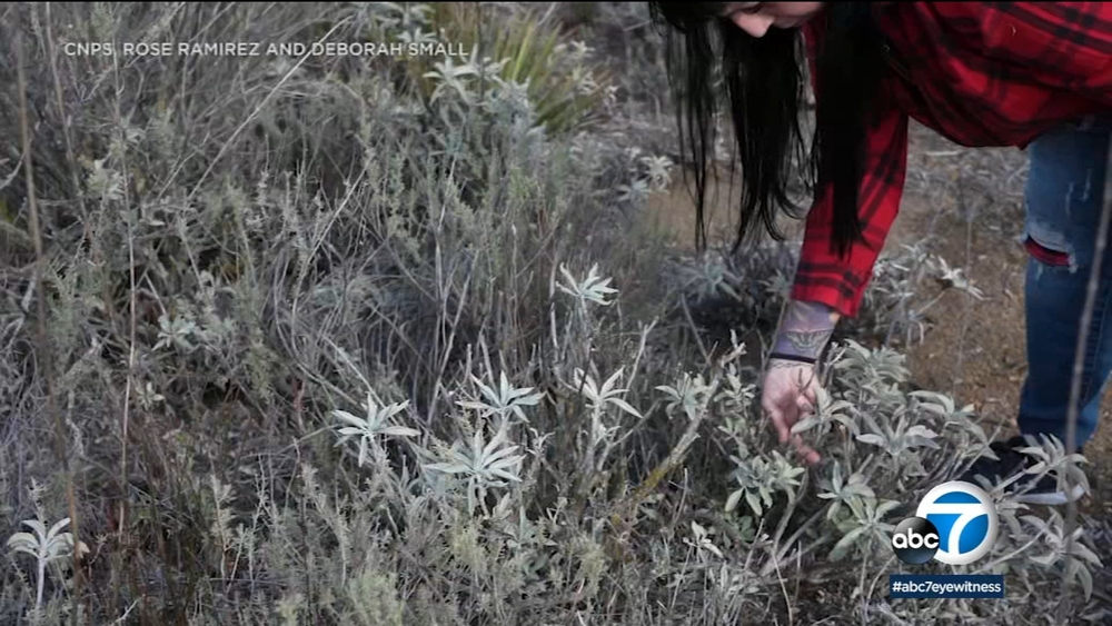 You can help stop the poaching of white sage in SoCal 