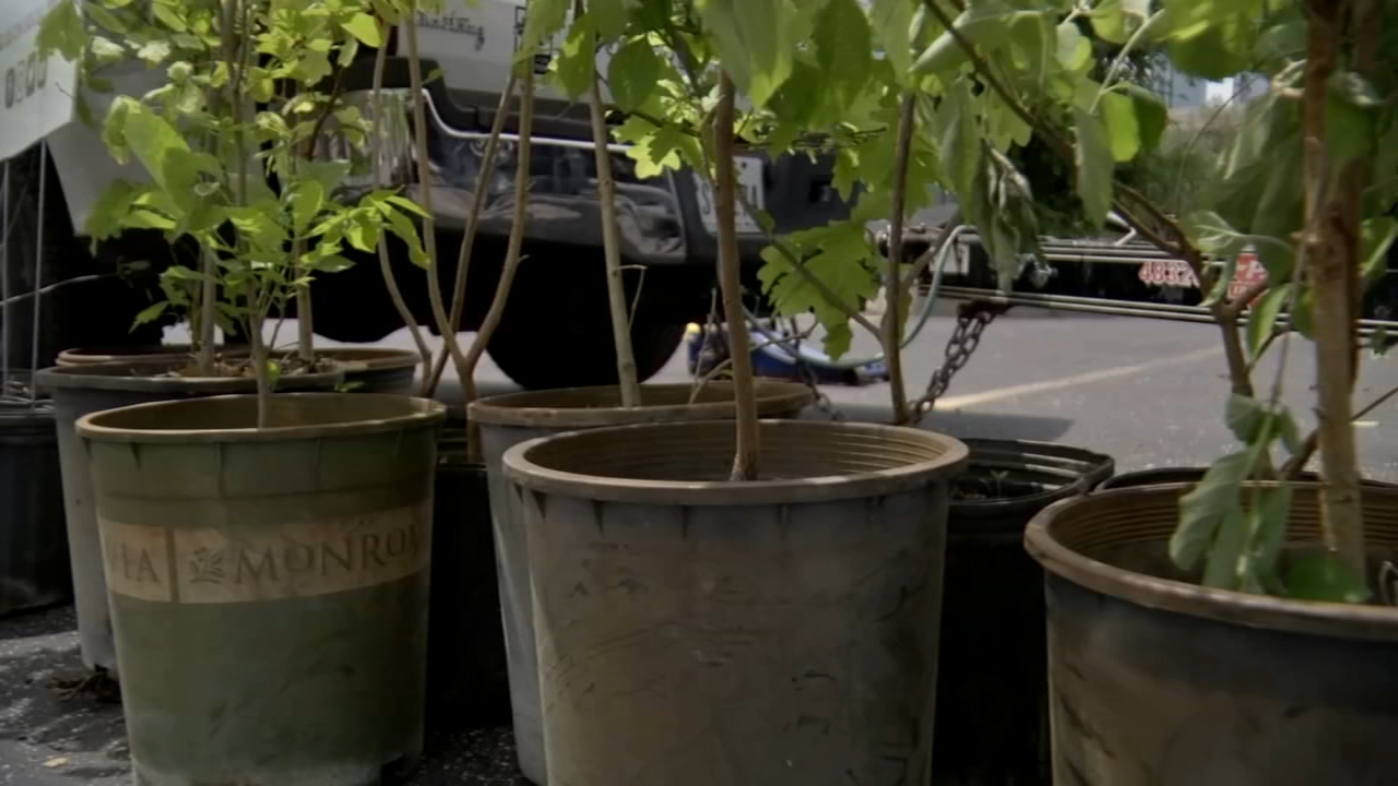 Astros and Trees for Houston to give away 2,500 trees