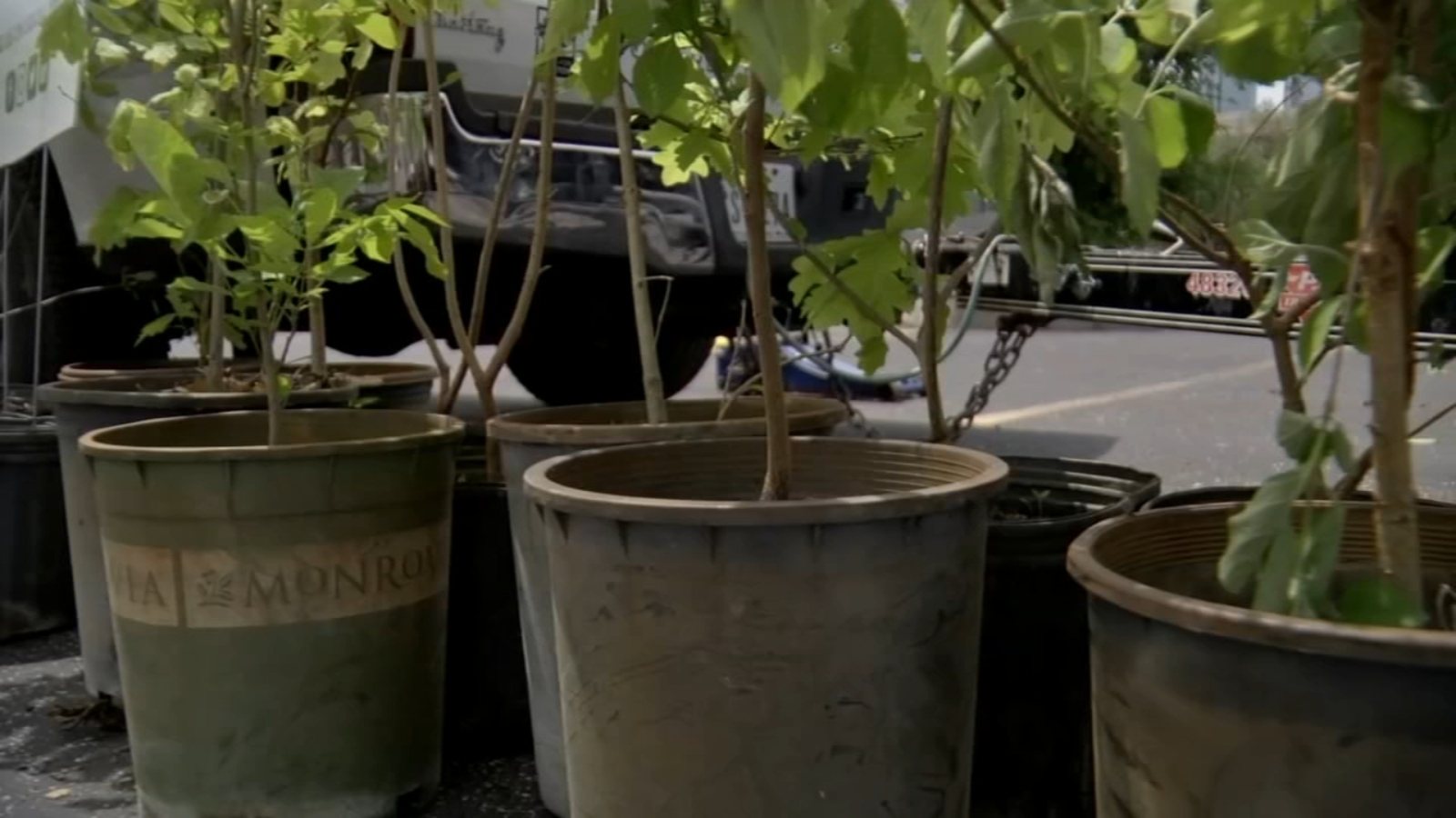 Astros and Trees for Houston to give away 2,500 trees at Minute Maid