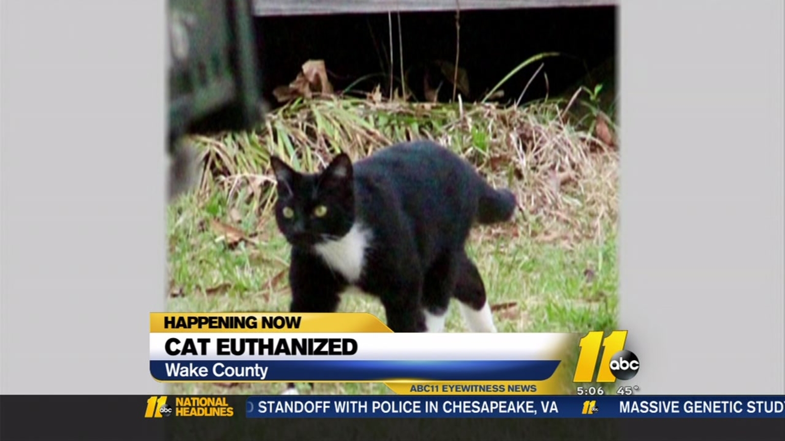 Wake Forest woman heartbroken after lost cat euthanized ABC11 Raleigh
