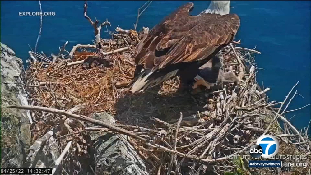 Eaglet rescued from cliff on Catalina Island after falling out of nest